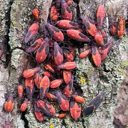 CHINCHE DE ARCE PRESENCIA EN VILLA MERCEDES SL