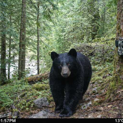 Jongthang HPP Camera trap deployment form