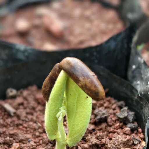 Nursery Seedling Monitoring